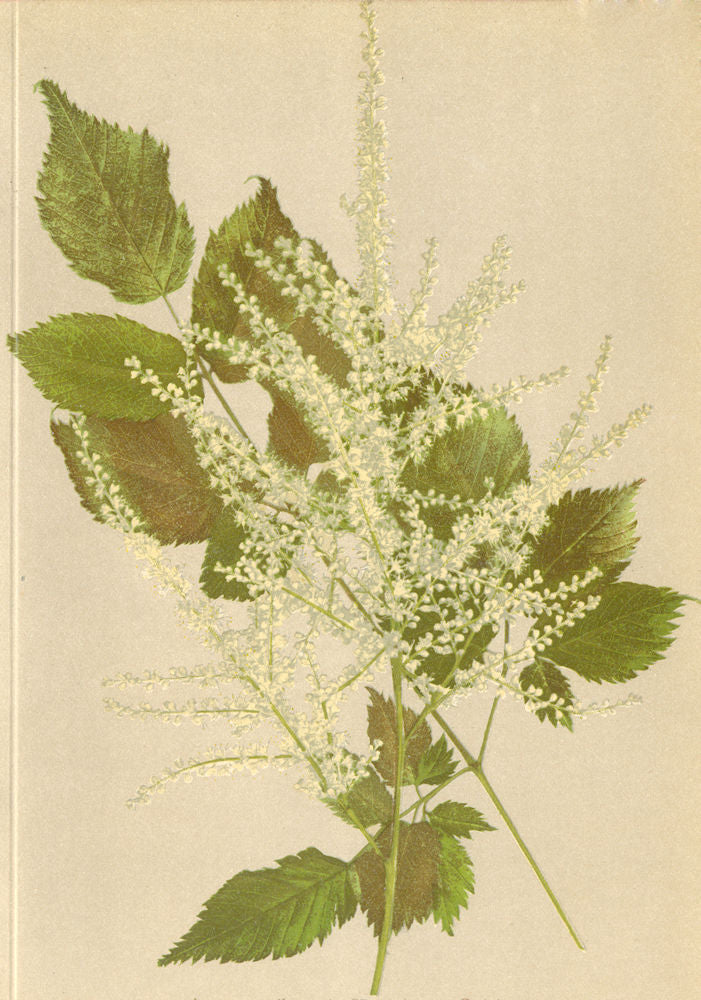 ALPENFLORA ALPINE FLOWERS. Aruncus silvestris Kostel-Gaisbart 1897 old print